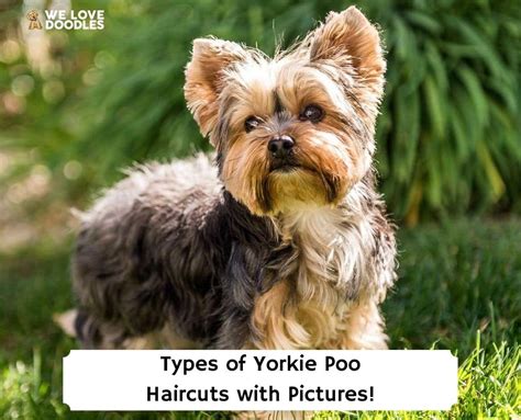 6 Types of Yorkie Poo Haircuts with Pictures! (2024) - We Love Doodles