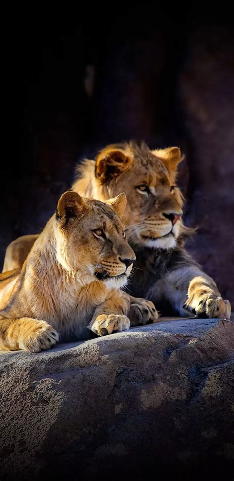 1920x1080px, 1080P free download | Lions babys, family, king, lion, lioness, HD phone wallpaper ...