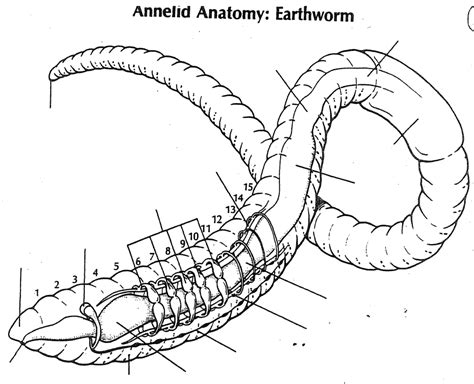 Earthworm Diagram Labeled