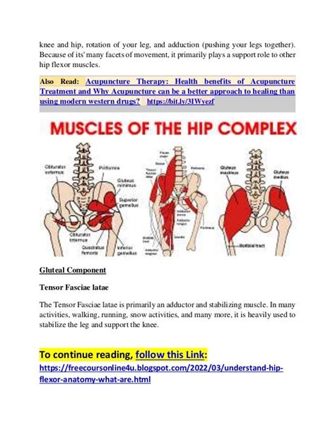 Understand the hip flexor anatomy! what are the uses of hip flexors and ...