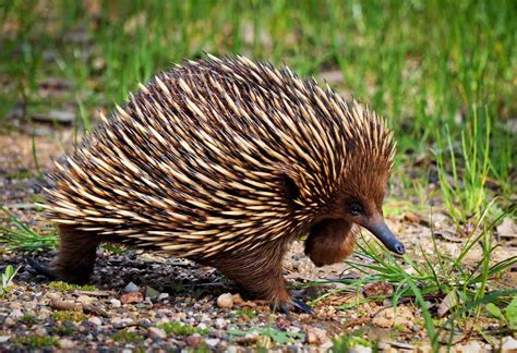 Itinerary - Encounters with Baby Australian Animals - Bespoke vacations