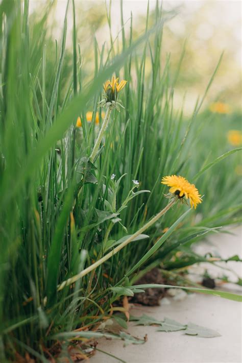 Dandelions | Planting flowers, Invasive species, Plants