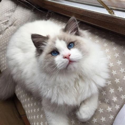 Inilah Kucing Persia Ragdoll Lengkap - Tomang