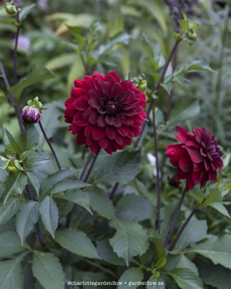 Dark red dahlias – Garden Flow