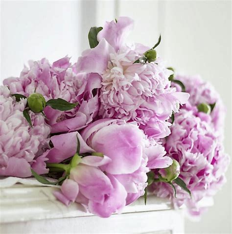 5 Amazing Instagram Accounts That Inspire- Flowers - shabbyfufu.com