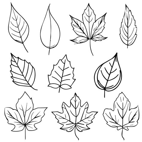 Set of autumn leaf coloring sheets, autumn falling leaf line drawings ...