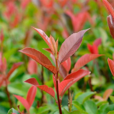 Buy Photinia 'Red Robin' Online - Southern Woods