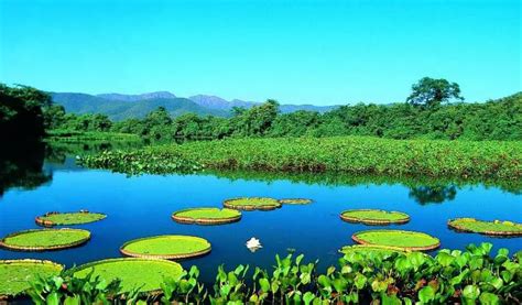 Pantanal Mato-Grossense | Meio Ambiente - Cultura Mix