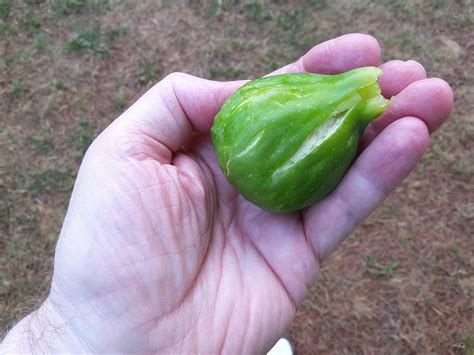 Fig In Hand Free Stock Photo - Public Domain Pictures