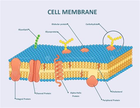 Cell Membrane Labeled in 2022 | Plasma membrane, Cell membrane, Cell membrane structure