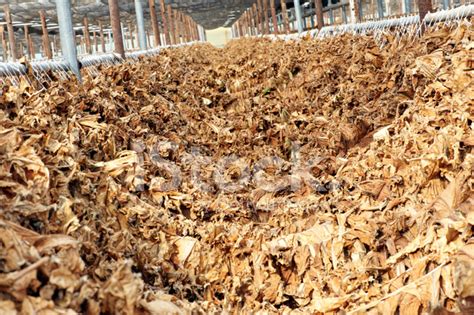 Drying Tobacco Leaves Stock Photo | Royalty-Free | FreeImages