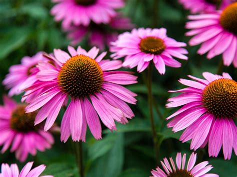 Coneflower Care - Growing And Planting Purple Coneflower