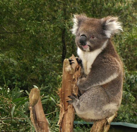 koala - Wiktionary, the free dictionary