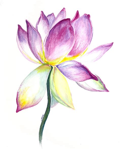 Lotus Flower Watercolor Painting