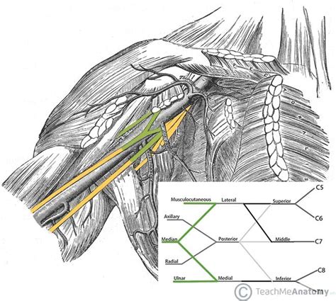 The Brachial Plexus - Sections - Branches - TeachMeAnatomy