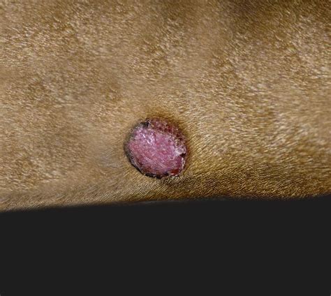 13 Pictures of Mast Cell Tumors in Dogs [With Vet Comments]