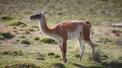 Guanaco, Guia de Fauna. RutaChile