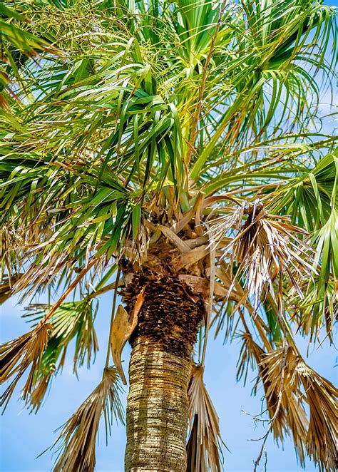 Sow Exotic | Sabal Palm Tree (Sabal Palmetto)