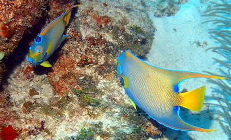 Habitat of Queen Angelfish And How to Keep Them - hygger