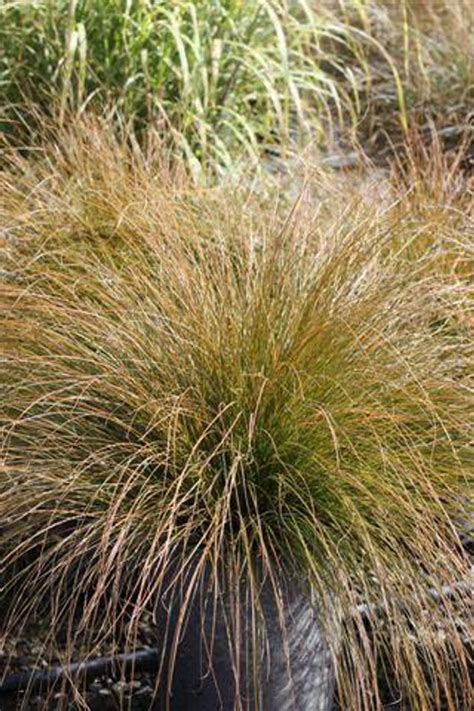 Carex testacea - Devil Mountain Wholesale Nursery