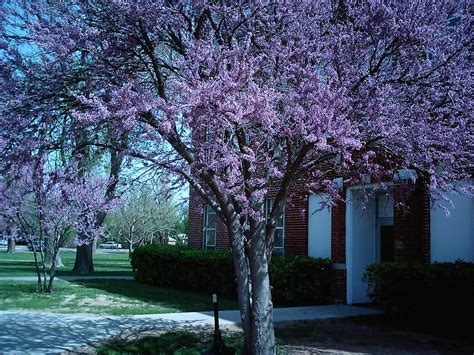 Redbud Tree: Pictures, Photos, Facts on the Redbud Trees