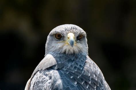 Premium Photo | Grey falcon