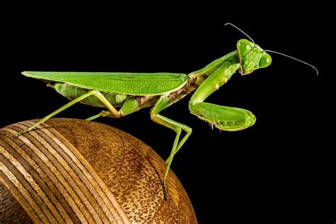 Praying Mantis Dream Meaning - iDre.am | Dream Dictionary