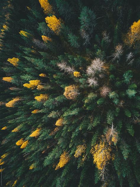 "Aerial View Of A Pine Forest During Fall Season" by Stocksy ...