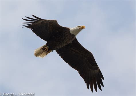 Where to spot bald eagles in Philadelphia – Fairmount Park Conservancy