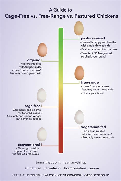 You’re Wasting Your Money on Cage-Free Eggs. Here’s What to Buy Instead | Free range chickens ...