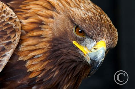 Golden Eagle Portrait | Birds | Wildlife | Photography By Martin Eager | Runic Design