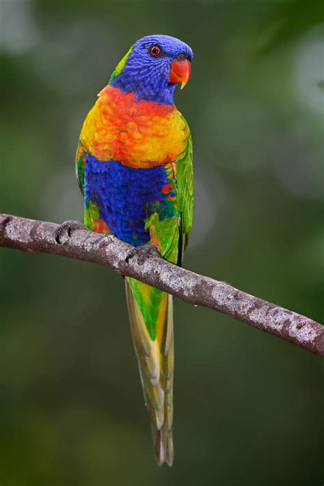 File:Rainbow lorikeet.jpg - Wikipedia