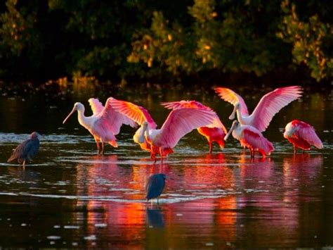 13 Best Places for Wildlife Watching in Florida – Trips To Discover