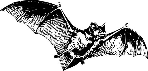 Bat Drawing, Pencil, Sketch, Colorful, Realistic Art Images | Drawing Skill