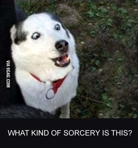 Surprised Dog is Surprised... - 9GAG