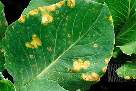 BEV1802- BRASSICA BACTERIAL LEAF SPOT (PSEUDOMONAS S : Asset Details -Garden World Images