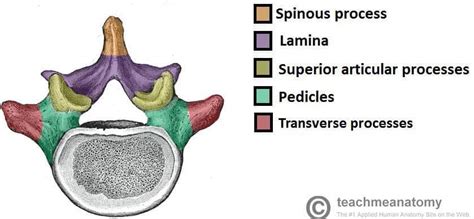 The Vertebral Column - Joints - Vertebrae - Vertebral Structure