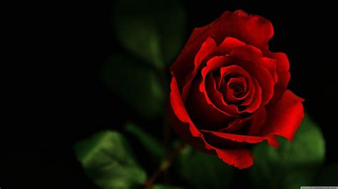 Roses HD Wallpapers - Wallpaper Cave