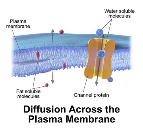 Facilitated Diffusion | Download Scientific Diagram