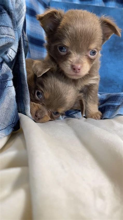 Beautiful Blue Eyed Chihuahua Puppies for Sale