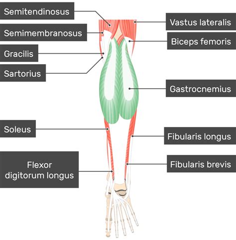 Lower Extremity Calf Muscle Anatomy | The Best Porn Website