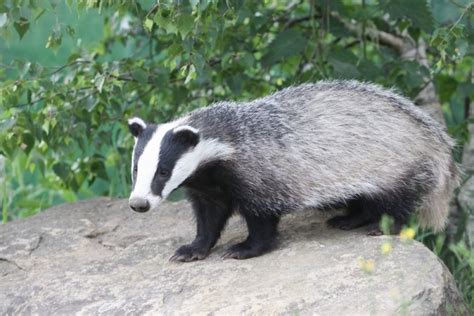 15 Amazing England National Animals and Where to Find Them | Day Out in ...