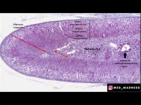 Adrenal Gland Histology Slide | 3 layers of Adrenal Cortex | Med ...