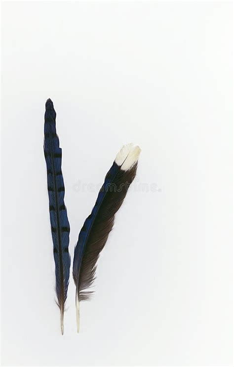 Blue Jay Feathers stock photo. Image of blue, quill, cyanocitta - 310640