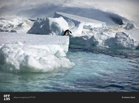 Penguin contemplates jumping off the edge of an iceberg. stock photo ...