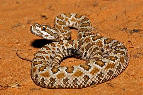 Utah Offers Tips for Rattlesnake Safety | Outdoor Wire