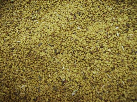 File:Alfalfa seeds.jpg - Wikipedia
