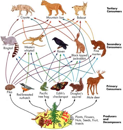 Food Web diagram | Rainforest food web, Food web, Food webs projects