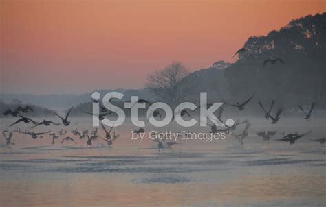 Canadian Geese Migratory Patterns Stock Photo | Royalty-Free | FreeImages