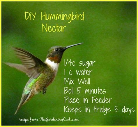 26 HUMMINGBIRD FOOD RECIPE DIY